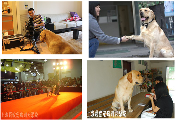 狗狗培训 狗狗上学 训狗
