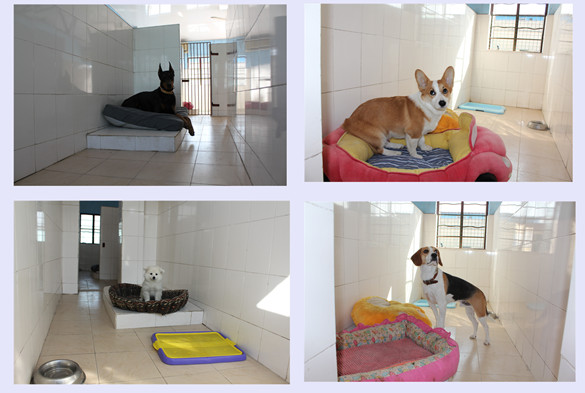 训犬 训狗 训狗学校