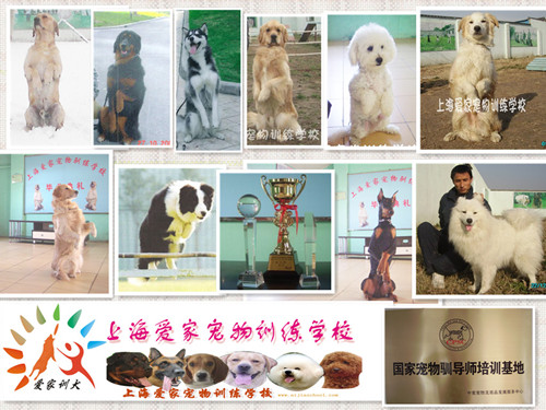宠物学校 宠物训练 上海宠物学校