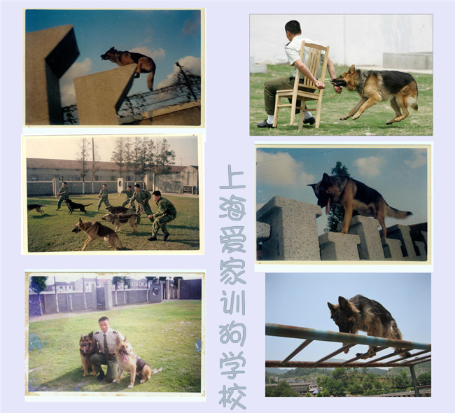 狗狗学校 训狗学校 训狗基地