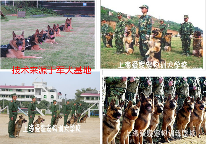 军犬训练 训狗学校